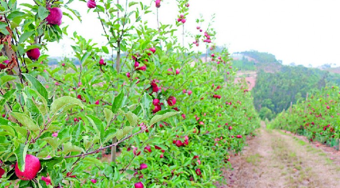 Polémica das moscas em Óbidos longe de uma resolução