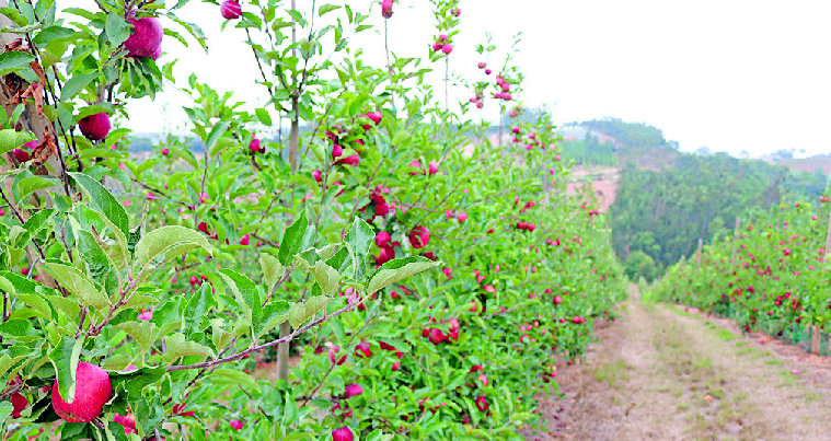 Covid-19: Acção de sensibilização para fruticultores e madeireiros na Fanadia