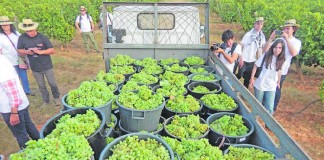 Festa das Vindimas da Quinta do Gradil juntou 400 pessoas
