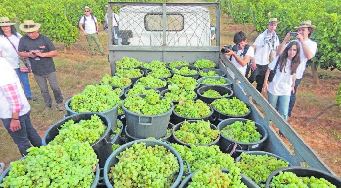Festa das Vindimas da Quinta do Gradil juntou 400 pessoas