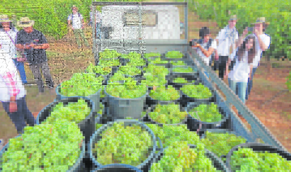 Festa das Vindimas da Quinta do Gradil juntou 400 pessoas