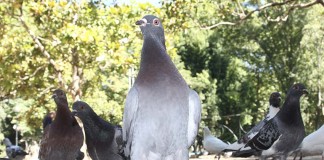 Pombais contraceptivos: uma solução para controlar estas populações