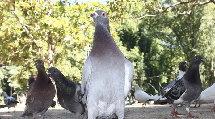 Pombais contraceptivos: uma solução para controlar estas populações