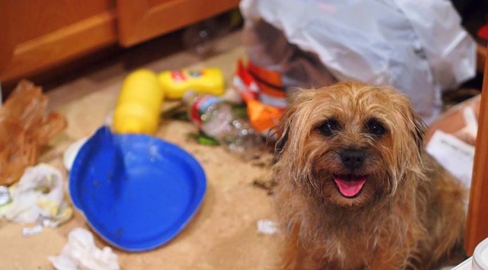 Saiba como deixar o seu animal sozinho em casa Cão