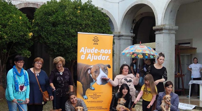 Cães desfilam pelo não abandono dos animais Voluntários