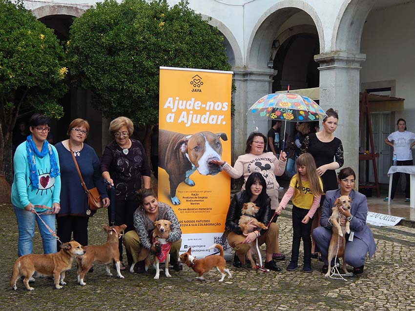 Cães desfilam pelo não abandono dos animais