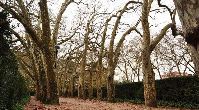 Mais melhorias no Parque D. Carlos I Parque D. Carlos I