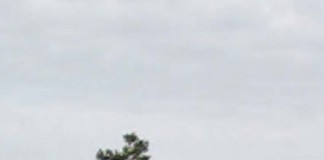 Da adega à taberna dá o mote a caminhada vinícola na Lourinhã caminhada