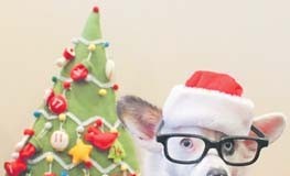 Gazeta dos Animais especial Natal