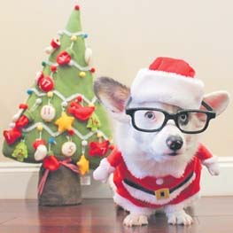 Gazeta dos Animais especial Natal Gazeta dos Animais especial Natal