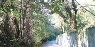 Cortar árvores da Mata para alargar uma rua? Muro Mata