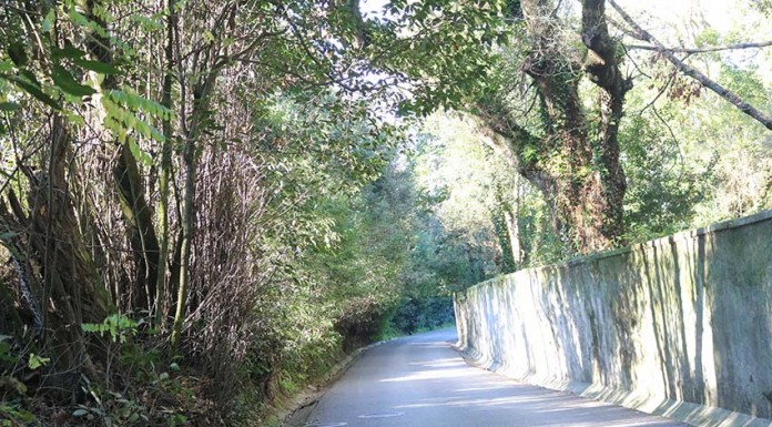 Cortar árvores da Mata para alargar uma rua? Muro Mata