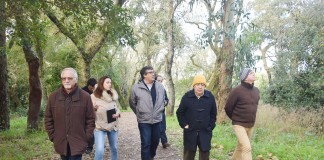 Oposição contra abate de árvores na Mata e a favor da estabilização do muro Noticias das Caldas