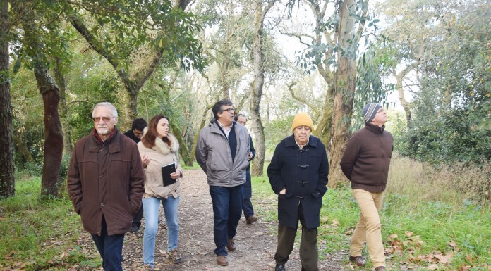 Oposição contra abate de árvores na Mata e a favor da estabilização do muro Noticias das Caldas