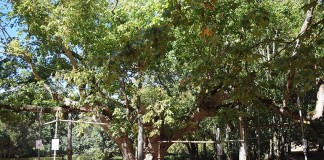 Estudo recomenda o abate e substituição de árvores no Parque para evitar acidentes graves ACER