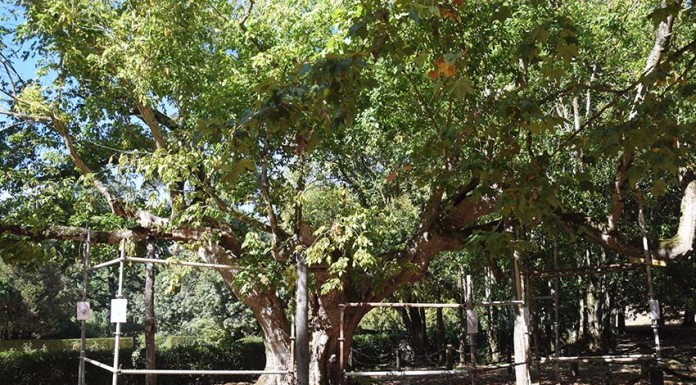 Estudo recomenda o abate e substituição de árvores no Parque para evitar acidentes graves ACER