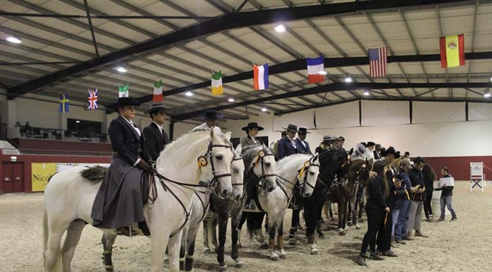 Equitação de Trabalho no CEIA Equitação