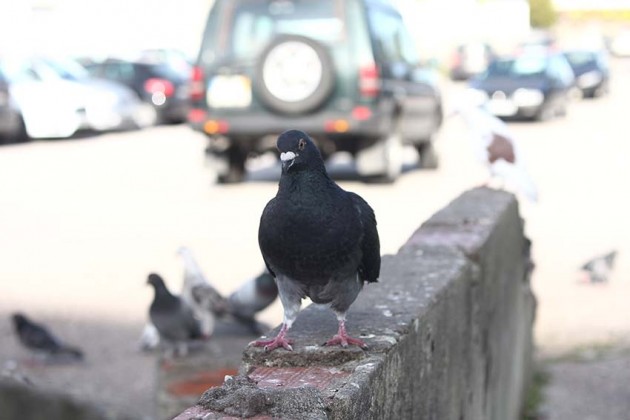 Not&iacute;cias das Caldas