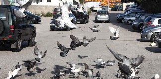 Notícias das Caldas