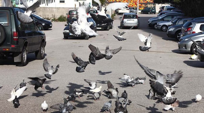 Gripe aviária: aves confinadas nas Caldas da Rainha e Óbidos após alerta de alto risco Notícias das Caldas