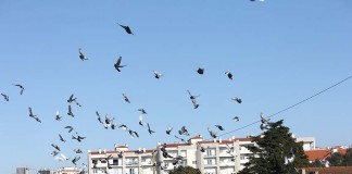 Notícias das Caldas