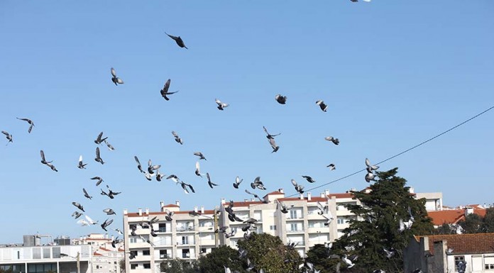 Excesso de pombos e gaivotas nas Caldas é um problema de difícil resolução Notícias das Caldas