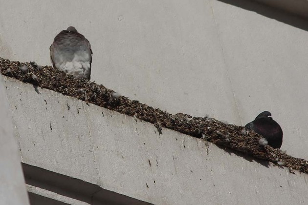 Not&iacute;cias das Caldas