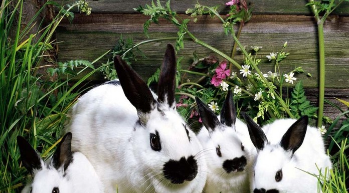 Coelhos como animais de estimação Coelhos