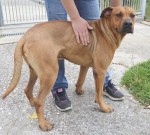 notícias das Caldas