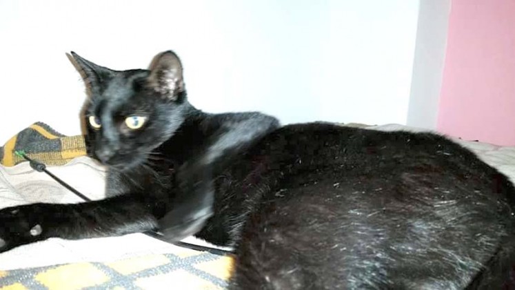 not&iacute;cias das Caldas