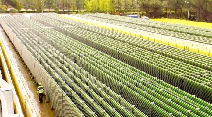 Cimenteira de Pataias produz microalgas para diminuir níveis de poluição notícias das Caldas