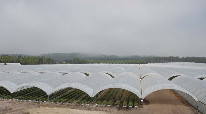Geada destruiu culturas de Inverno mas pode ajudar a pêra e a maçã Noticias das Caldas