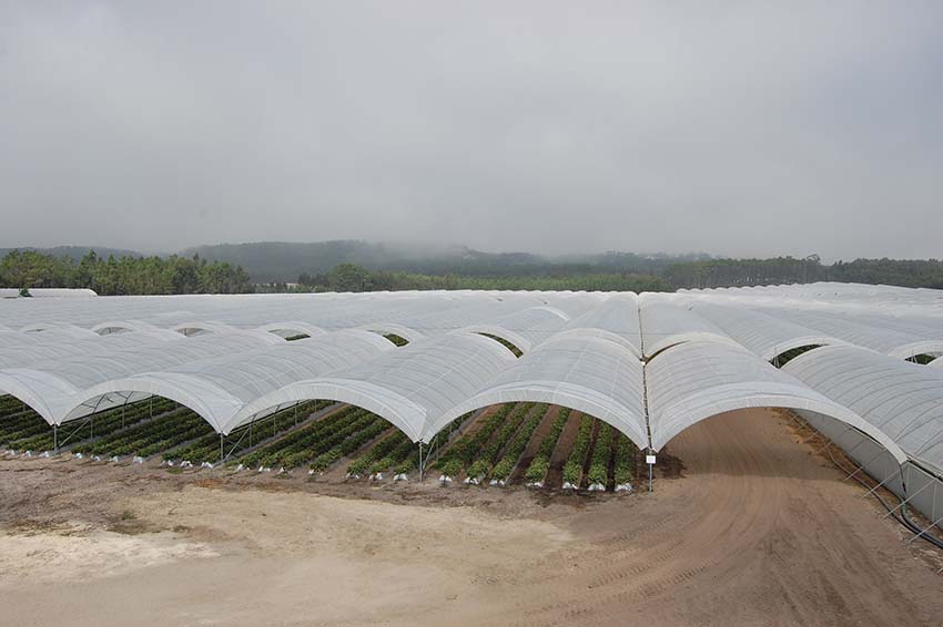 Geada destruiu culturas de Inverno mas pode ajudar a pêra e a maçã