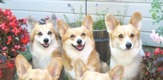 notícias das Caldas