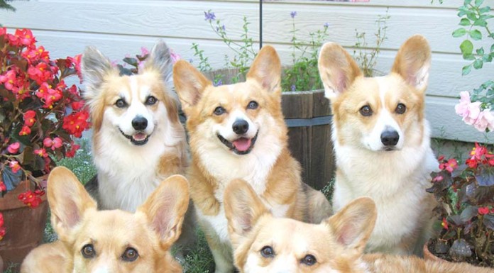 Escolher um nome para o animal, a ciência dá uma ajuda notícias das Caldas