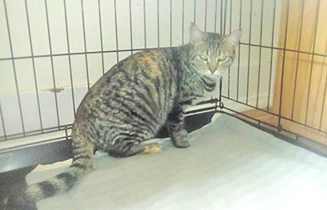 not&iacute;cias das Caldas