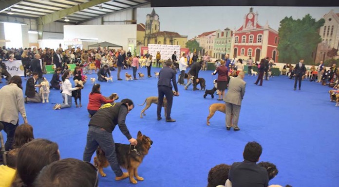 Mais de 1000 cães na exposição das Caldas Noticias das Caldas