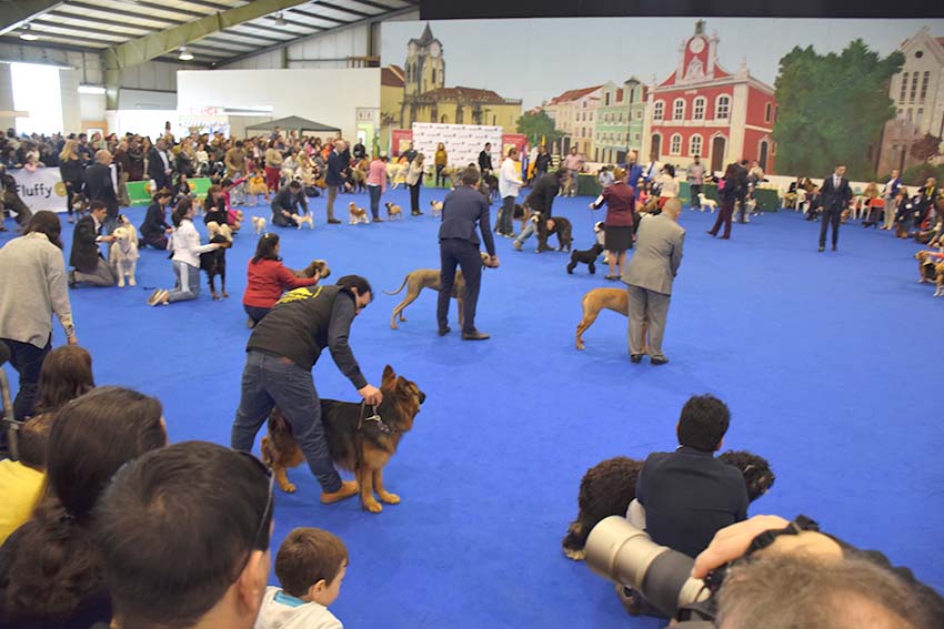 Mais de 1000 cães na exposição das Caldas