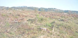 Cortaram o Pinhal da Bagulha em Alfeizerão Abate de árvores