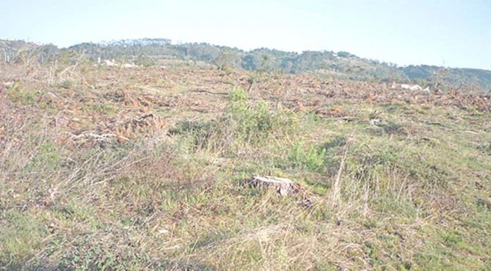 Cortaram o Pinhal da Bagulha em Alfeizerão Abate de árvores
