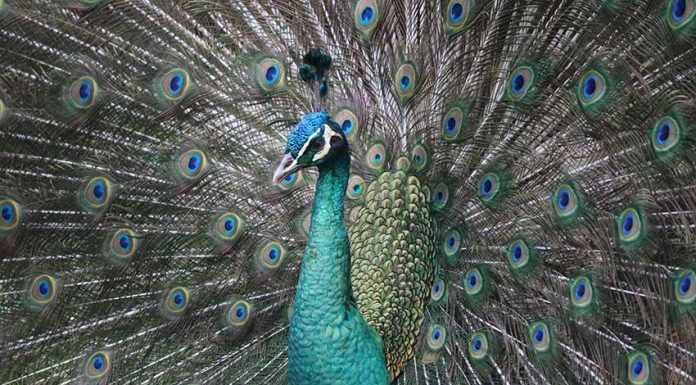Três novos pavões vieram do Jardim Zoológico para as Caldas da Rainha