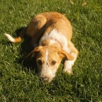 notícias das Caldas