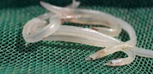 notícias das Caldas