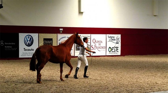 Cerca de 60 cavaleiros e criadores no primeiro leilão público de cavalos notícias das Caldas