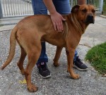 notícias das Caldas