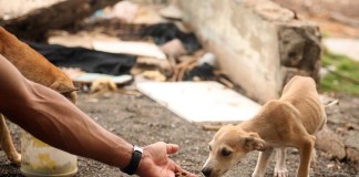Animais têm estatuto próprio desde o início deste mês Notícias das Caldas
