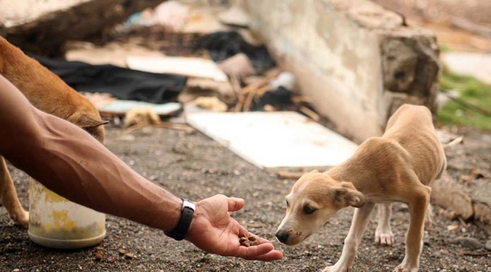 Animais têm estatuto próprio desde o início deste mês Notícias das Caldas