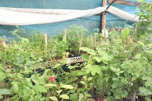 notícias das Caldas