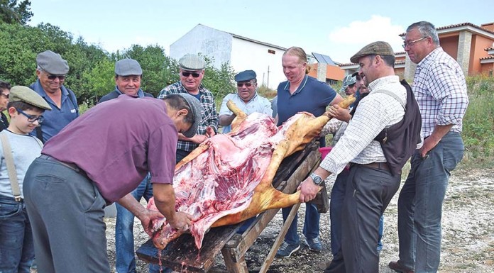 Matança de porco foi recriada na Gracieira para manter viva a tradição local Gracieira