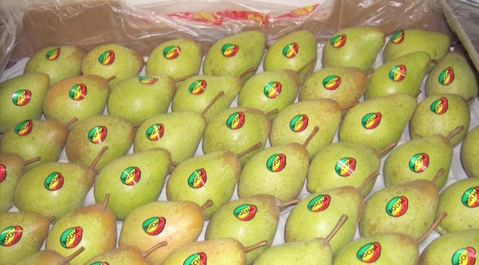 Falta de chuva pode afectar campanha da Pêra Rocha do Oeste Pêra Rocha